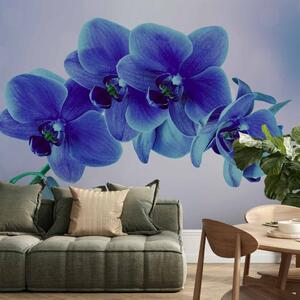 Fototapeta Okamžiky samoty - modré orchideje na modrém pozadí s bílou