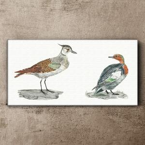 Obraz na plátně Obraz na plátně Zvířata ptáci