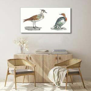 Obraz na plátně Obraz na plátně Zvířata ptáci
