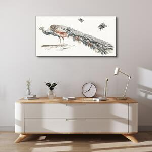 Obraz na plátně Obraz na plátně Zvířecí pták páv mouchy