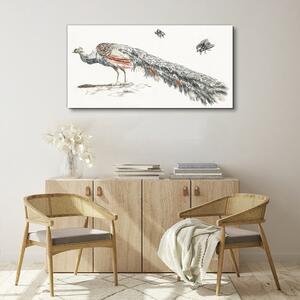 Obraz na plátně Obraz na plátně Zvířecí pták páv mouchy