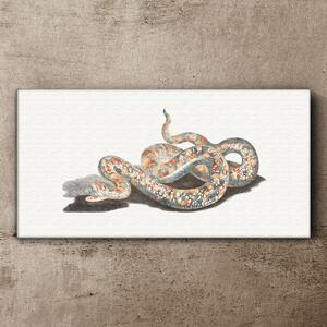 Obraz na plátně Obraz na plátně Had