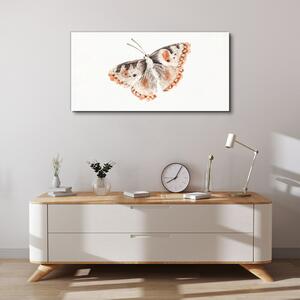 Obraz na plátně Obraz na plátně Chyba hmyz motýla