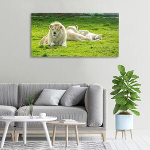 Foto obraz na plátně Béžové lvy pl-oc-100x50-f-93716692