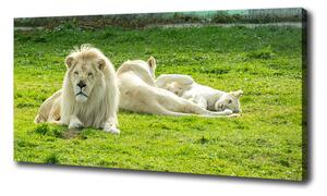 Foto obraz na plátně Béžové lvy pl-oc-100x50-f-93716692