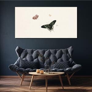 Obraz na plátně Obraz na plátně Moderní bug hmyz motýl
