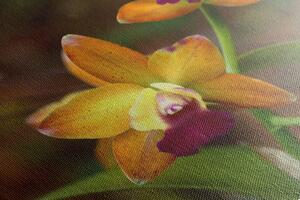 Obraz oranžová orchidej