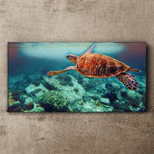 Obraz na plátně Obraz na plátně mořská zvířata želva vody