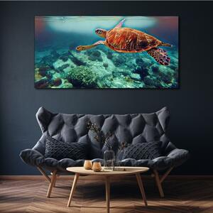Obraz na plátně Obraz na plátně mořská zvířata želva vody