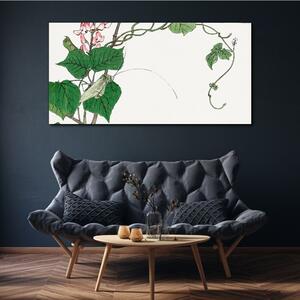 Obraz na plátně Obraz na plátně Listy květin hmyzu