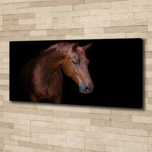 Foto obraz na plátně do obýváku Hnědý kůň pl-oc-125x50-f-114030424