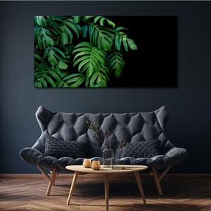 Obraz na plátně Obraz na plátně Listy rostlin