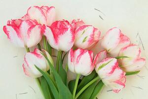 Fototapeta jarní tulipány