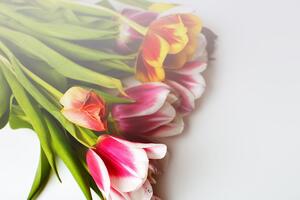 Fototapeta kytice tulipánů