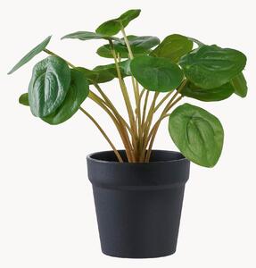 Umělá rostlina Pelia