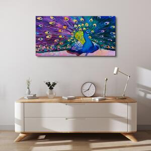 Obraz na plátně Obraz na plátně Zvířecí pták páv peří