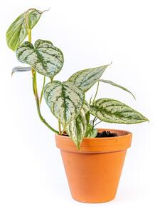 Philodendron Brandtianum, průměr 12 cm Filodendron