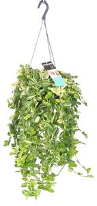 Gardners.cz Tradescantia - závěs, průměr 17 cm Podeňka, voděnka