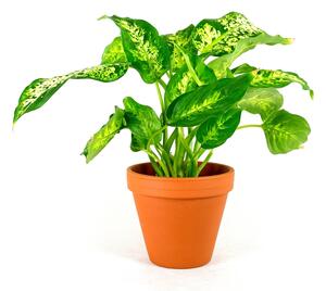 Dieffenbachia Compacta, průměr 12 cm Difenbachie, mramornatka
