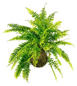 Kokedama Nephrolepis exaltata (L) Ledviník ztepilý