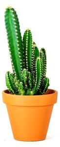 Cereus peruvianus mix, průměr 8,5 cm Kaktus