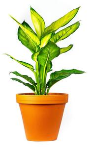 Dieffenbachia Camilla, průměr 12 cm Difenbachie, mramornatka