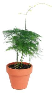 Asparagus plumosus, průměr 6 cm Asparágus, Chřest hustokvětý