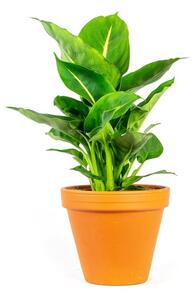 Dieffenbachia Green Magic, průměr 12 cm Difenbachie, mramornatka