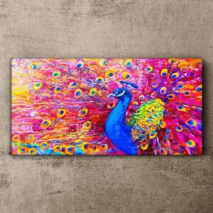 Obraz na plátně Obraz na plátně Zvířecí pták páv peří