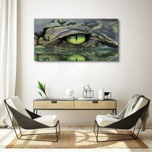 Obraz na plátně Obraz na plátně Zvířecí krokodýlí oční voda