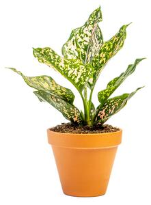 Aglaonema Pink Leopard, průměr 12 cm Aglaonema, Spící panna