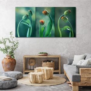 Obraz na plátně Obraz na plátně Květiny rostlin tulipány