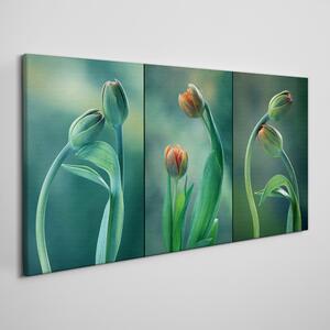 Obraz na plátně Obraz na plátně Květiny rostlin tulipány