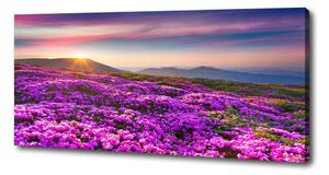 Foto obraz na plátně do obýváku Květiny v horách pl-oc-125x50-f-70454274