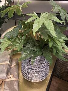Animadecor Umělá rostlina - Aralka v květináči 35cm