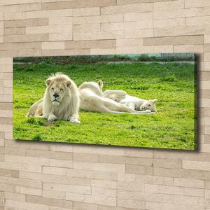 Foto obraz na plátně Béžové lvy pl-oc-125x50-f-93716692