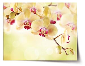 Sablio Plakát Orchidej 2 - 60x40 cm