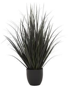 Černá ozdobná tráva v květináči 75cm