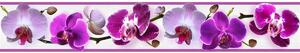 Bordura na zeď samolepicí - Orchidej fialová