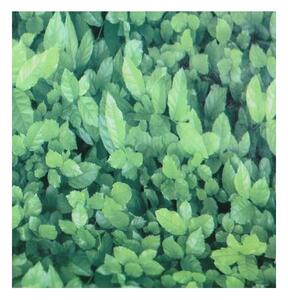 Samolepící fólie zelený břeťan 45 cm x 10 m