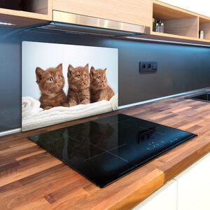 Kuchyňská deska skleněná Kočky na ručníku pl-ko-80x52-f-115160292