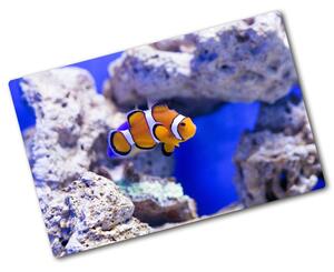 Kuchyňská deska skleněná Nemo korálový útes pl-ko-80x52-f-120479478