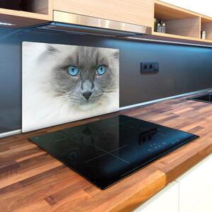 Kuchyňská deska skleněná Kočka modré oči pl-ko-80x52-f-41430581