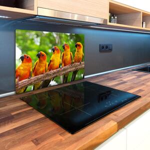 Kuchyňská deska skleněná Papoušci na větvi pl-ko-80x52-f-68805637