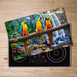 Kuchyňská deska skleněná Papoušci na větvi pl-ko-80x52-f-73798954