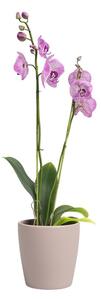 Keramický květináč ø 14 cm Thalia – Artevasi