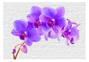 Fototapeta - Fialová orchidej II + zdarma lepidlo - 200x140