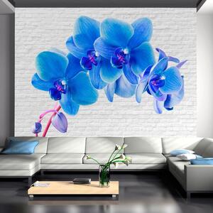 Fototapeta - Modrá orchidej + zdarma lepidlo - 200x140