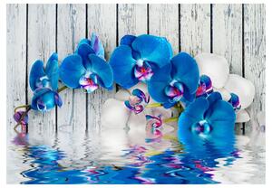 Fototapeta - Kobaltová orchidej + zdarma lepidlo - 200x140