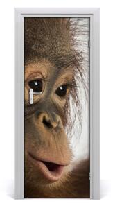 Samolepící fototapeta na dveře Mladý orangután 75x205 cm